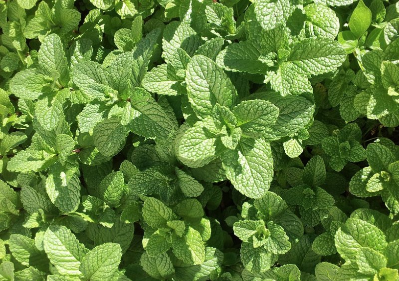 mint mint